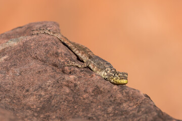 Close-up of a Lizard (Tropidurus sp.) bathing in the sun on a rock in the Chapada dos Guimaraes...