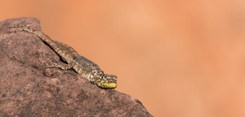 Lizard (Tropidurus sp.) in front of orange sky in the Chapada Dos Guimaraes National Park in Mato Grosso, Brazil