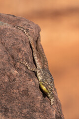 Lizard hanging vertically on a rock seen close to Chapada dos Guimaraes in Mato Grosso, Brazil