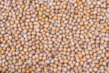 Soybean or soya or yellow beans or pea nut or peanut for background.