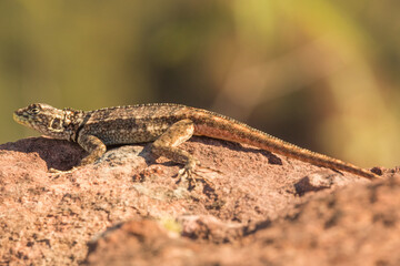 Brazilian Wildlife: Close-up of a Lizard (Tropidurus sp.) in the Chapada dos Guimaraes Nationalpark in Mato Grosso, Brazil