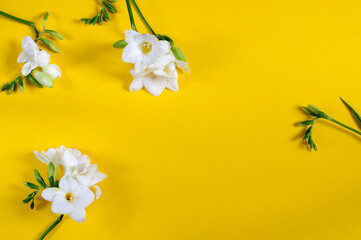 Yellow background with white freesias. Top view. Flat lay