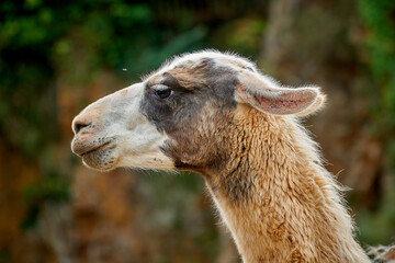 Fototapeta premium portrait of a llama, close up