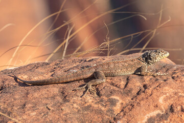 Tropidurus sp. seen in natural habitat close to Chapada dos Guimaraes in Mato Grosso, Brazil