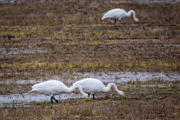 Selective focus photo. Whooper swan birds. Spring season.