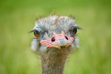 portrait of an ostrich from close up