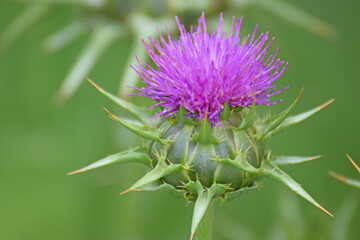 Close-up Of Purple Thistle Flower