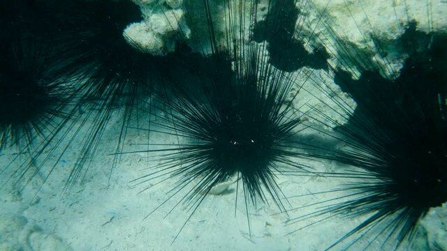 A lot of Sea Urchin under coral reef with blue water on background. Black Longspine Urchin or Long-spine sea urchin (Diadema setosum) on tropical coral reef. Underwater life in the ocean (4K-60pfs)