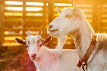 View on the goats on a summer day