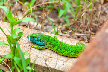 A green lizard is resting in the grass