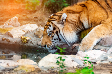 A tiger is drinking from a like