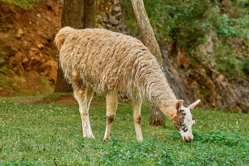 llama in the zoo eats grass © Andriy