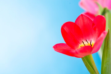 Close-up of a red tulip on a blue background with a place for text. Cute red tulips, spring red flowers