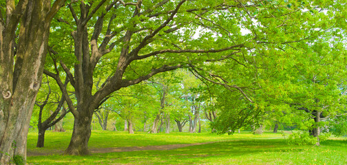 Banner image of Tree