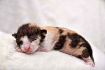 Newborn kitten sleeping in a plain white background.