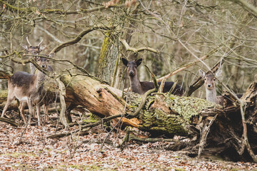 Damwild im Wald