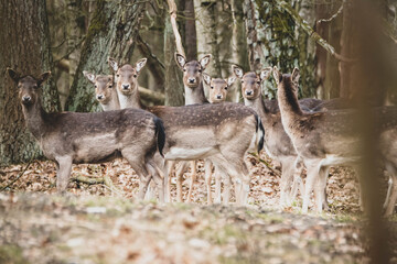 Damwild im Wald