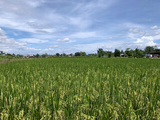 Paddy field getting yellow in Java, Indonesia.