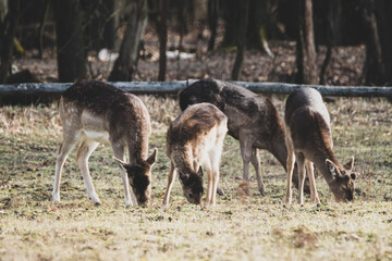 Damwild in der Morgendämmerung