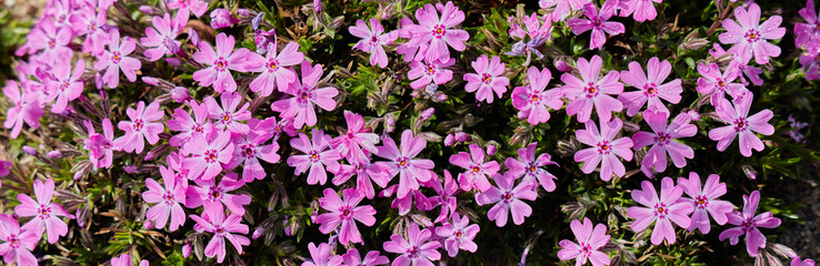 ワイド幅撮影した春の満開の鮮やかな花の写真