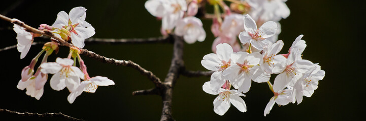 春の満開の桜の花と蕾の風景