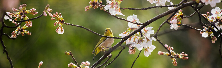 春の満開の桜の花とメジロの姿