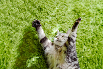 バンザイをする猫