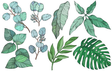 Set with leaves. Botanical illustration. Foliage, monstera, eucalyptus. Floral set.