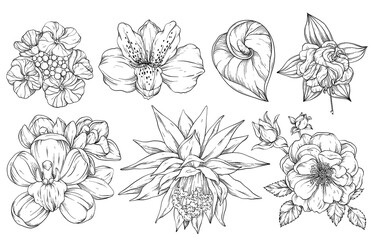 Collection of flowers, vector illustration. Black and white