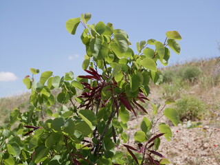 Green fresh leaves and dark purple pods of the certis tree against the blue sky on a sunny summer day. The fruit of the Judas tree.