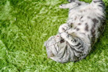 玩具に噛み付く猫