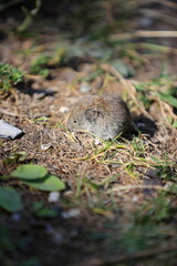 mouse