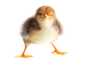 Obraz premium cute 1 day old chicken, isolated