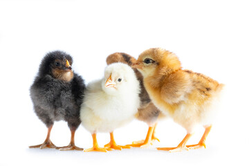group of 1 day old chickens on white background