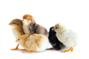 group of 1 day old chickens on white background