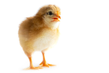 cute 1 day old chicken, isolated