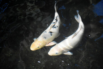 Adorable pair of koi fish swimming in a koi pond
