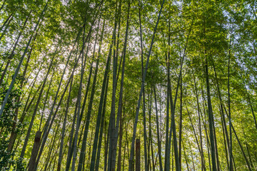 green bamboo forest