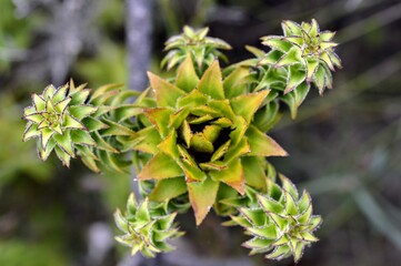 close up of a green fynbos plant in the Western Cape, South Africa