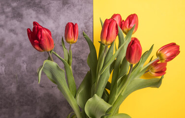 Red tulips on a Ultimate Gray-yellow background.Horizontal orientation