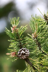 close up of pine cones