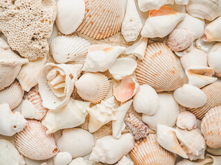 Seashells lying on the sand. Beautiful card. Close-up, view from above