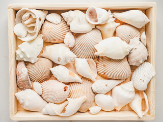 Seashells lying on the sand. Beautiful card. Close-up, view from above