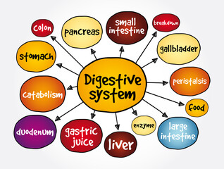 Digestive system mind map, health concept for presentations and reports