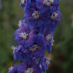 The Beautiful World of Flowers