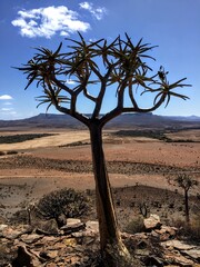 Quiver tree forest in south africa