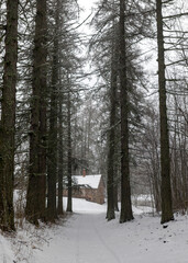 foggy winter day, larch alley, snowy trees and branches, winter day
