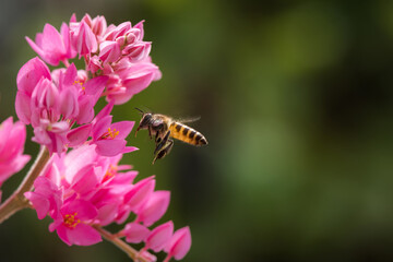 a Bee flying to the beautiful flower