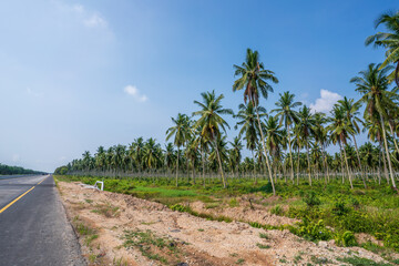Fototapeta premium Coconut Plantations