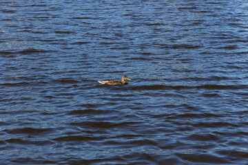 ducks swim in the pond